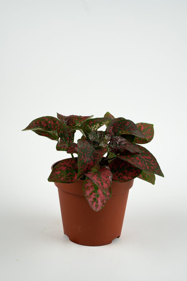 Hypoestes phyllostachya em vaso com fundo branco foto de stock royalty free