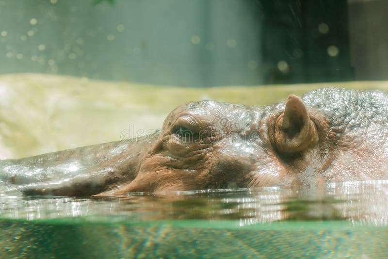Hipop?tamo empapado en agua con paz foto de archivo libre de regalías Hipop?tamo empapado en agua con paz foto de archivo libre de regalías