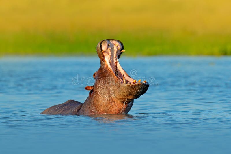 Hipopotama otwarty kaganiec w wodzie rzecznej africa przyroda Afrykański hipopotam, Hipopotamowy amphibius capensis z wieczór sło
