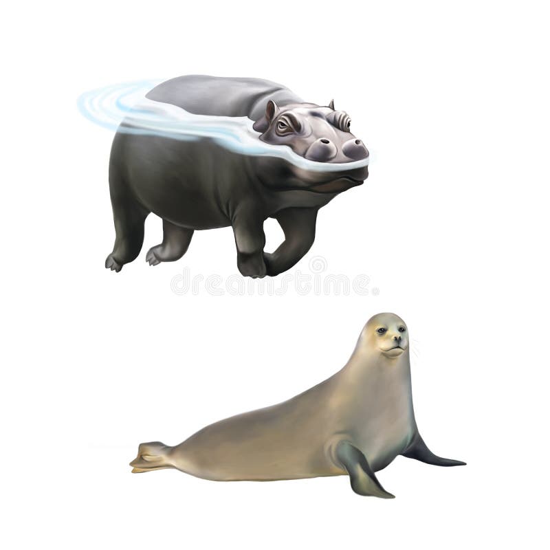 Hipopotamowy dopłynięcie w wodzie, harfy foka ilustracji Hipopotamowy dopłynięcie w wodzie, harfy foka ilustracji