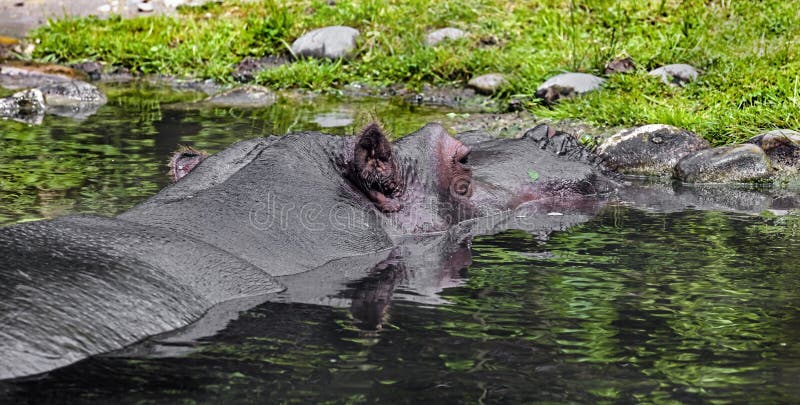 Hippopotamus in the pond. Latin name - Hippopotamus amphibius. Hippopotamus in the pond. Latin name - Hippopotamus amphibius