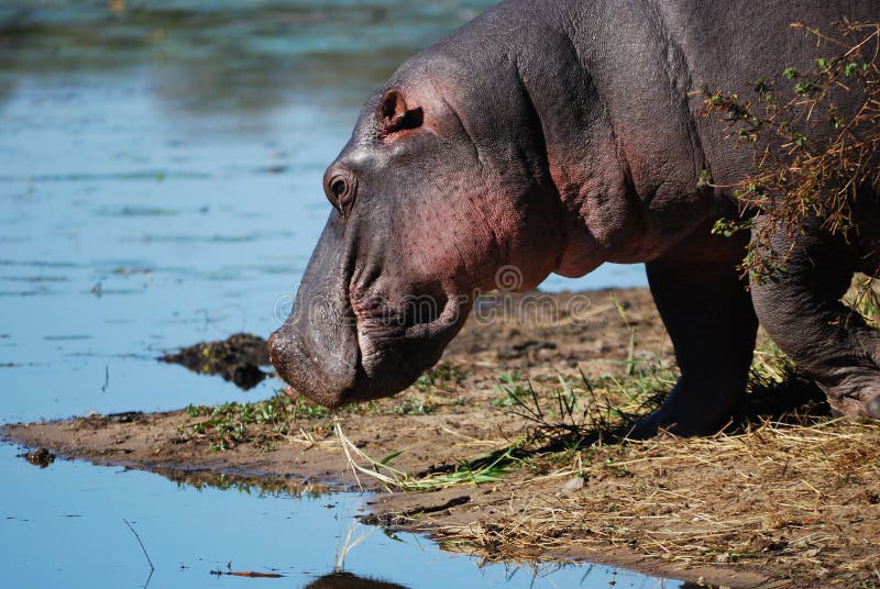 Hipopótamo (amphibius del Hippopotamus) fotografía de archivo libre de regalías Hipopótamo (amphibius del Hippopotamus) fotografía de archivo libre de regalías