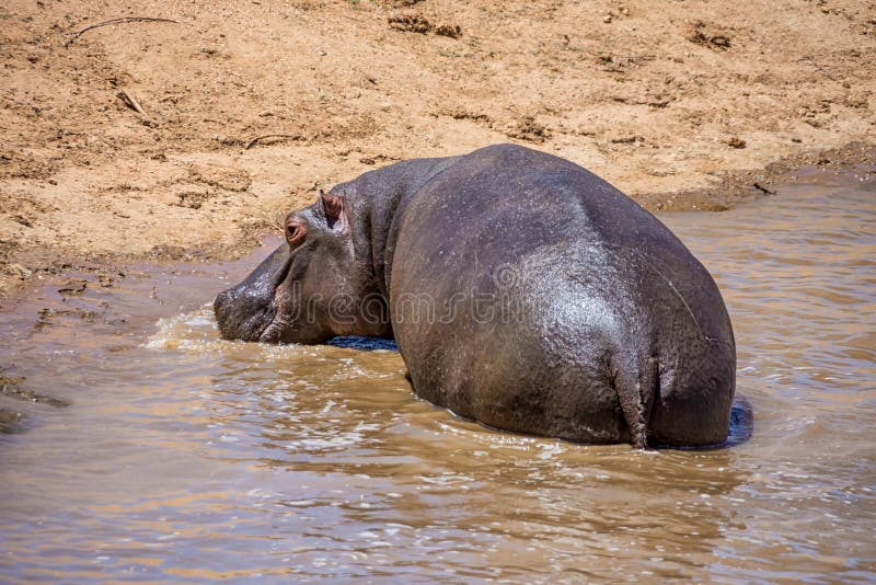 Hipopótamo en agua imágenes de archivo libres de regalías Hipopótamo en agua imágenes de archivo libres de regalías