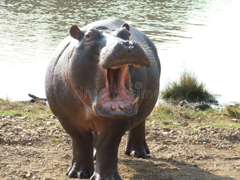 Young territorial hippopotamus bull displaying his huge teeth / tusks warning off anyone coming closer to the water. Young territorial hippopotamus bull displaying his huge teeth / tusks warning off anyone coming closer to the water