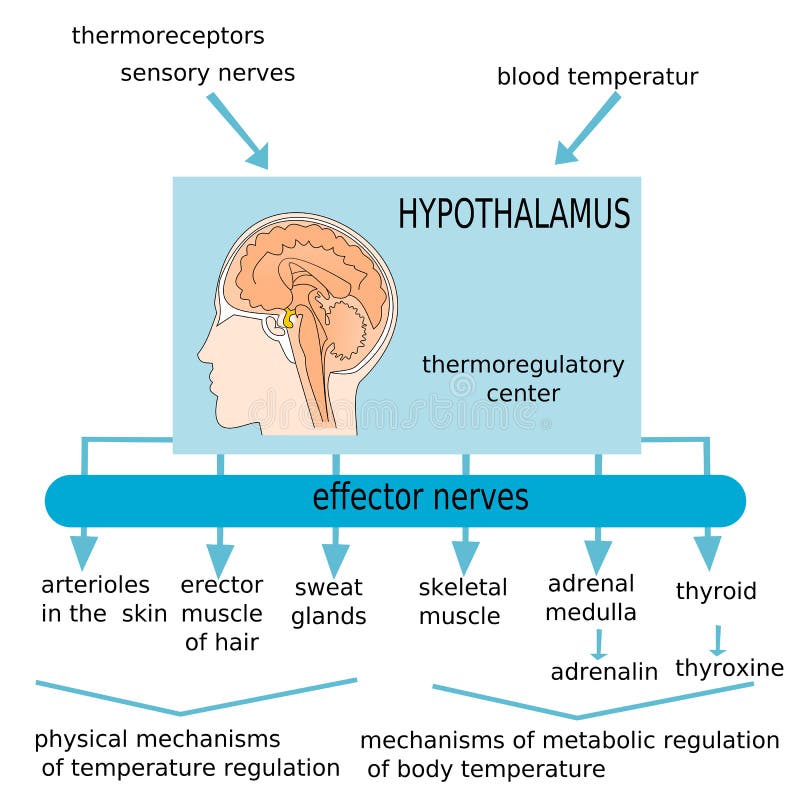 The figure summarizes the function of structures involved in the regulation of body temperature through the hypothalamus. The figure summarizes the function of structures involved in the regulation of body temperature through the hypothalamus