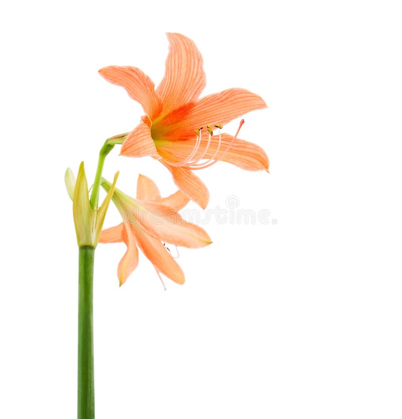 Hippeastrum or Amaryllis flower, Orange amaryllis flower isolated on white background, with clipping path