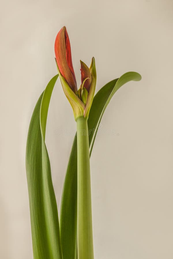 Hippeastrum Amaryllis Laranja Orangido Soberano Imagem de Stock - Imagem de  estames, inverno: 216130177