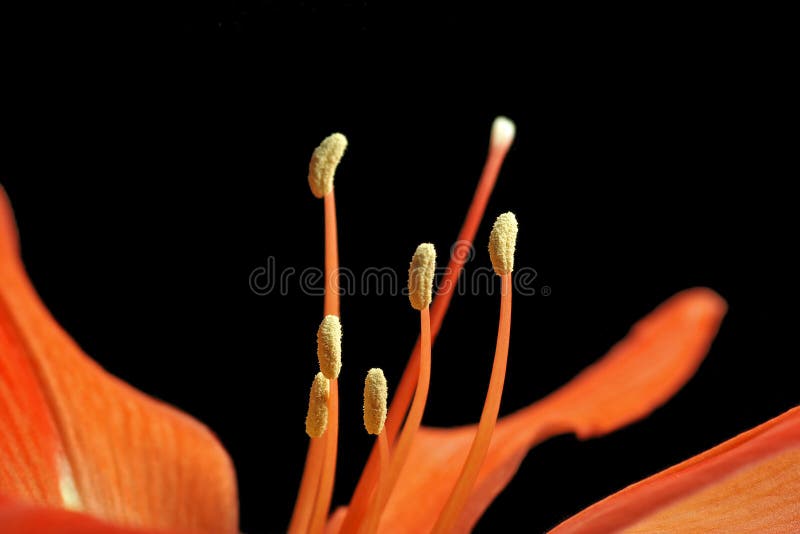 Hippeastrum flower