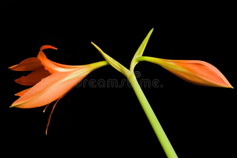 Hippeastrum flower