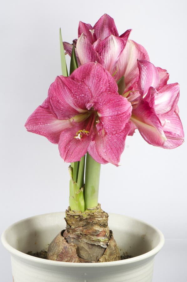 Hippeastrum Vittatum