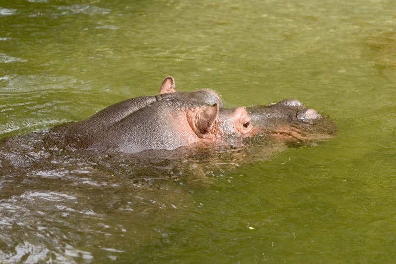 Hippo 1