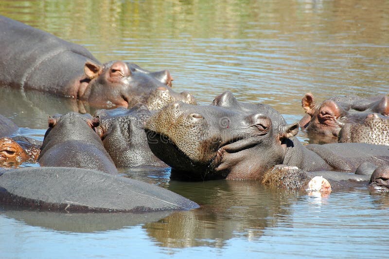 Hippos at Kruger National Park, South Africa