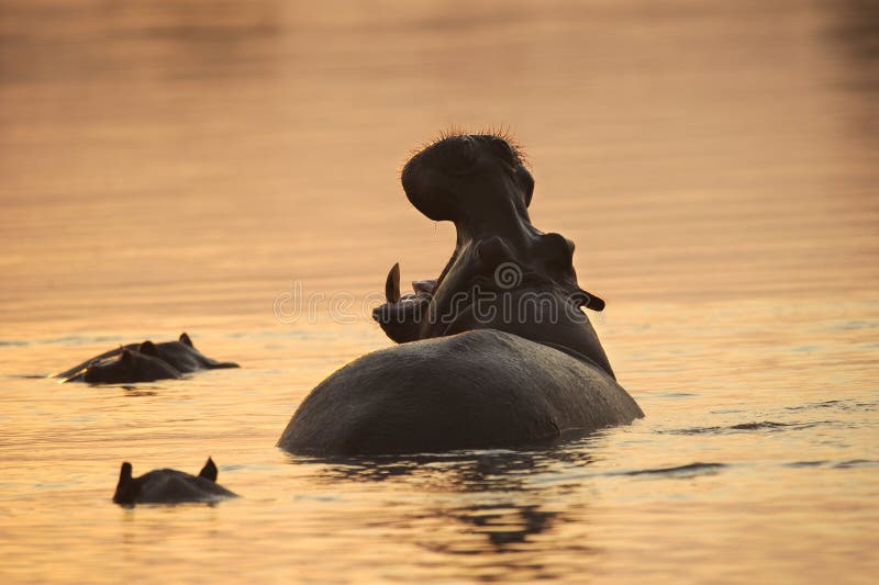 Hippos in the african river, evening sunset