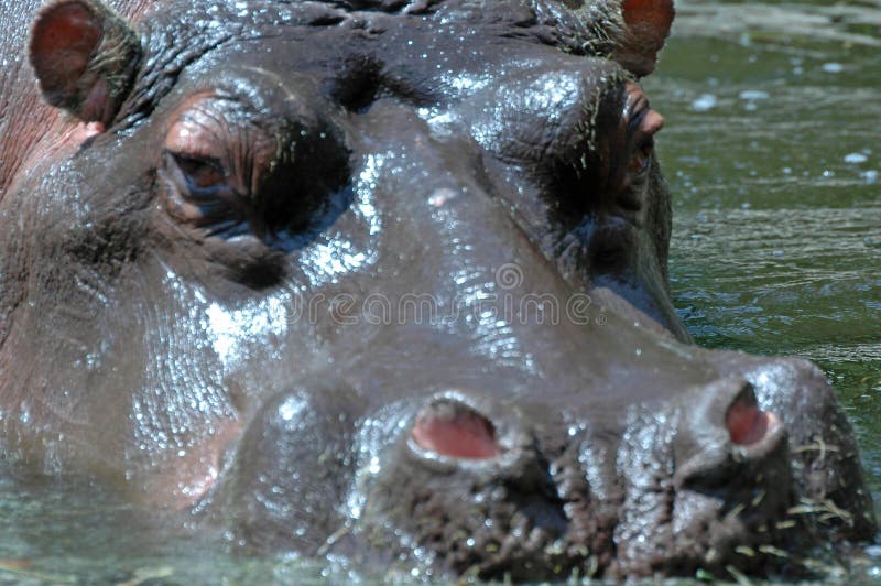 Hippo.