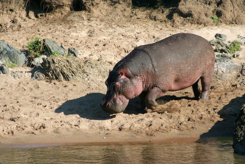 Hippo