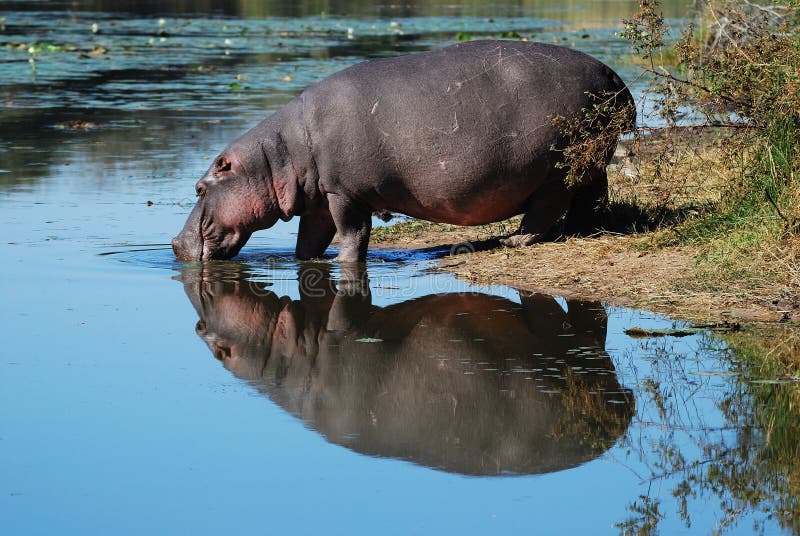 Hippo (amphibius van het Nijlpaard) stock afbeelding Hippo (amphibius van het Nijlpaard) stock afbeelding