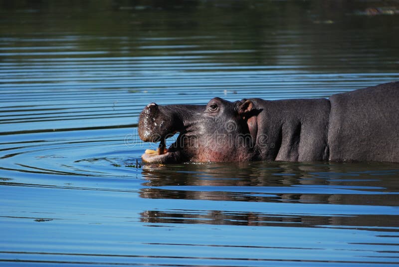 Hippo (amphibius van het Nijlpaard) royalty-vrije stock fotografie Hippo (amphibius van het Nijlpaard) royalty-vrije stock fotografie