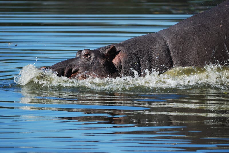 Hippo (amphibius van het Nijlpaard) stock foto's Hippo (amphibius van het Nijlpaard) stock foto's