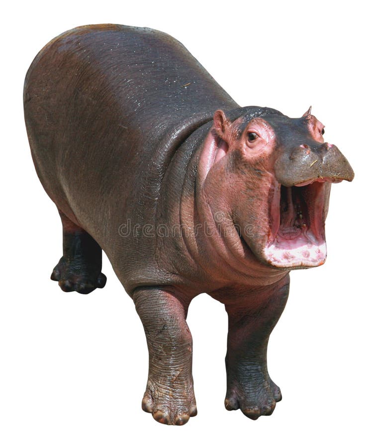 Hippos are large mammals in Africa,ferocious temperament. Hippos are large mammals in Africa,ferocious temperament