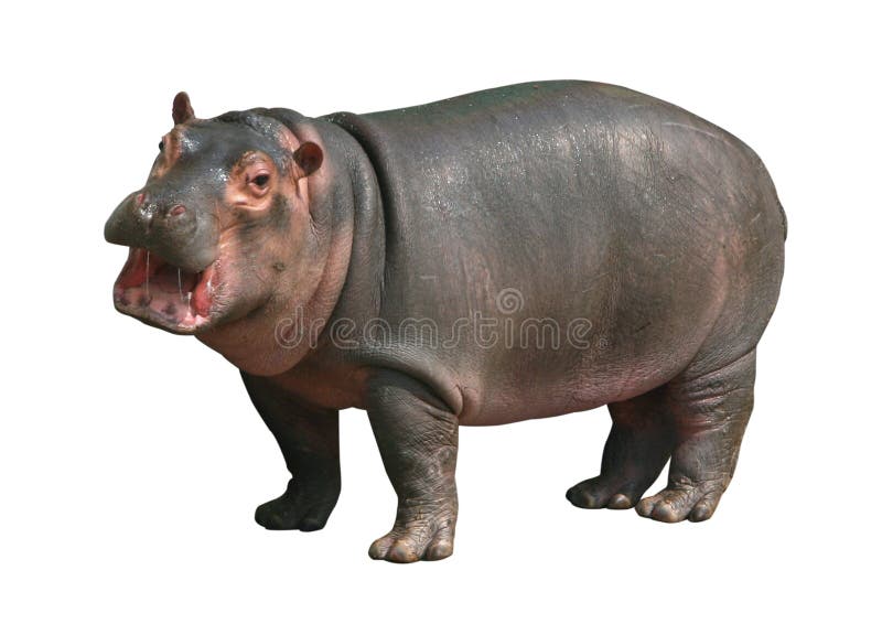 Hippos are large mammals in Africa,ferocious temperament. Hippos are large mammals in Africa,ferocious temperament