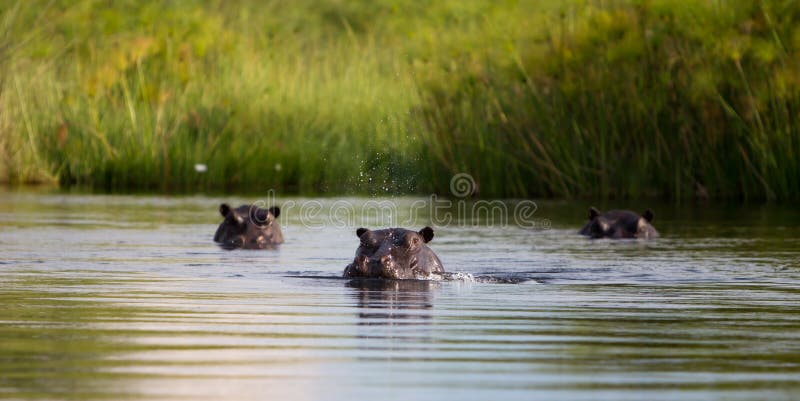 3 Hippos, 1 blowing water. Botswana. 3 Hippos, 1 blowing water. Botswana