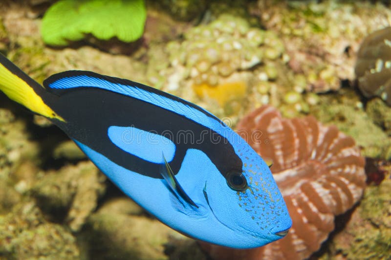 Blue Hippo Tang Portrait in Aquarium Stock Image Image of hepatus
