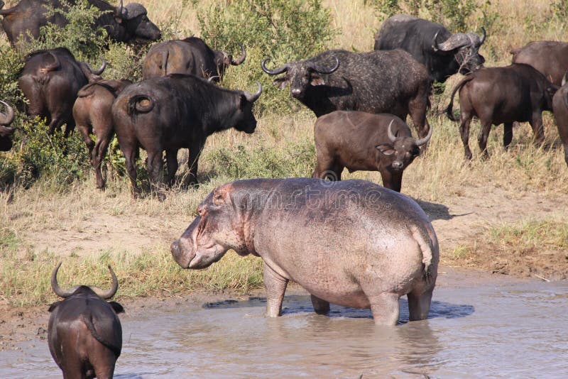 Hippo and Cape Buffalo stock image. Image of africa, green - 13897943