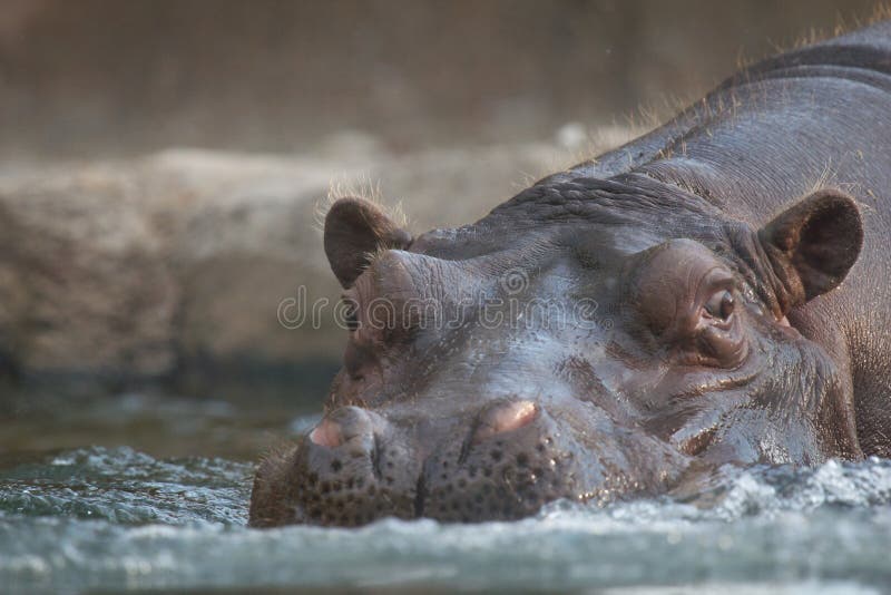 Hippo entering water