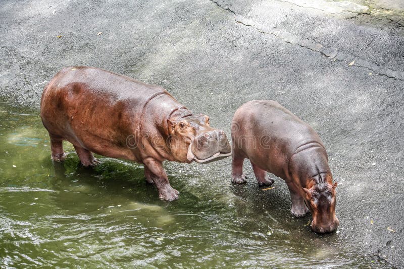 Hippo family stock image. Image of mouth, asia, wilderness 98634193