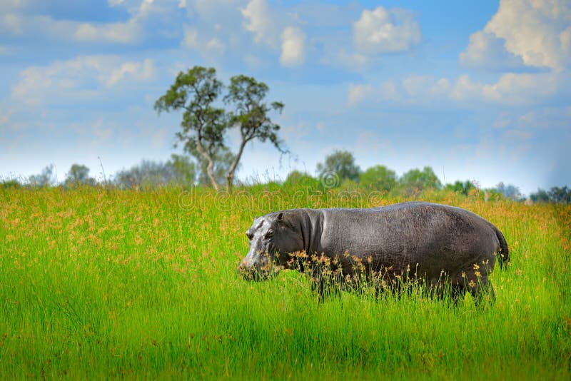 Hippo in the grass, wet green season. African Hippopotamus, Hippopotamus amphibius capensis, , Okavango delta, Moremi, Botswana. D