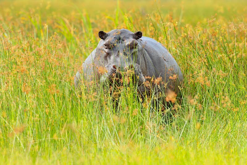 Hippo in the grass, wet green season. African Hippopotamus, Hippopotamus amphibius capensis, , Okavango delta, Moremi, Botswana. D