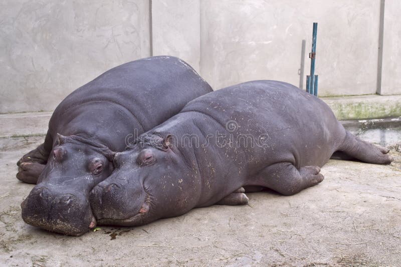 Hippo and her cub