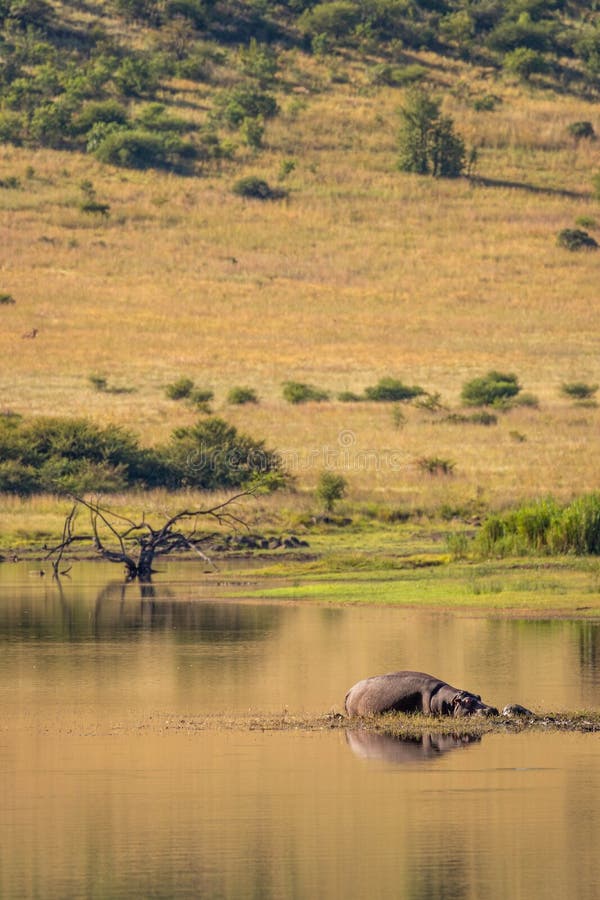 Hippo  Hippopotamus Amphibius by the water, sun tanning, Pilanesberg National Park, South Africa.