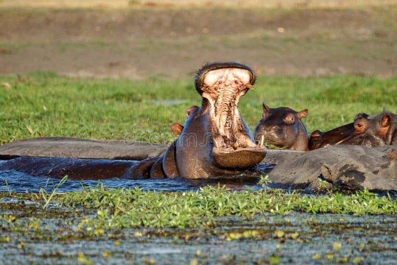 Hippo with its mouth open in a pod of hippos in the Chobe River in Chobe National Park in Kasane, Botswana. Hippo with its mouth open in a pod of hippos in the Chobe River in Chobe National Park in Kasane, Botswana