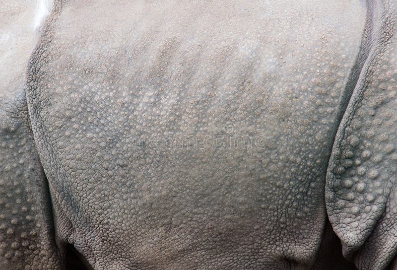 Hippo met een dikke gezonde huid royalty-vrije stock foto's Hippo met een dikke gezonde huid royalty-vrije stock foto's