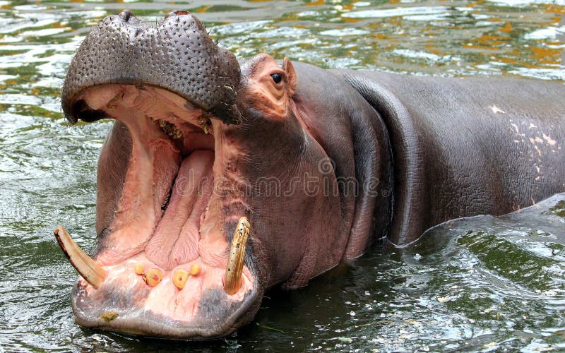 Hippo open the big mouth