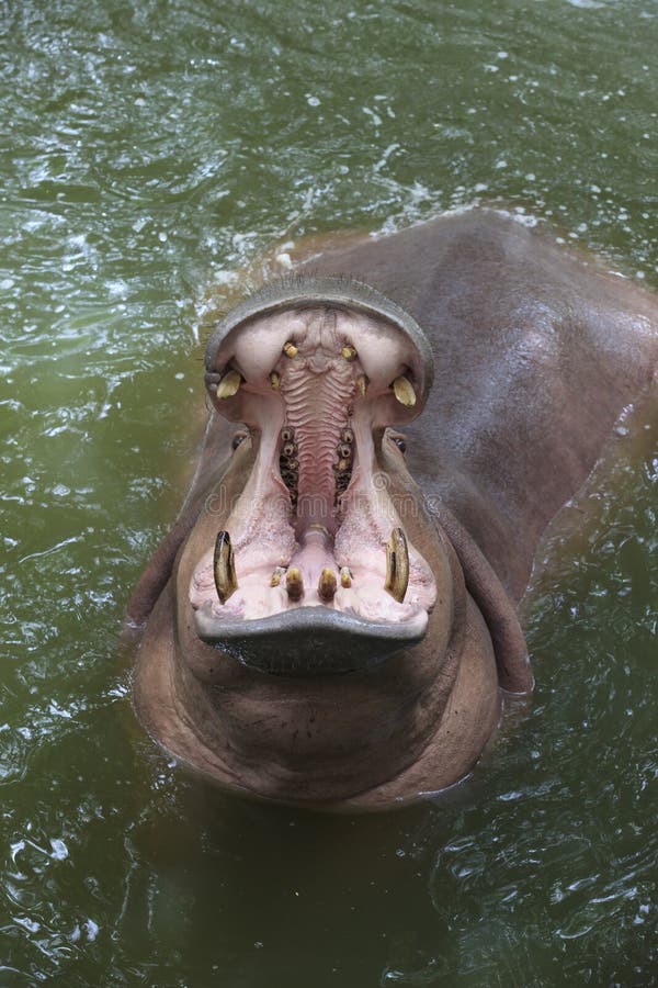 Hippo open mouth