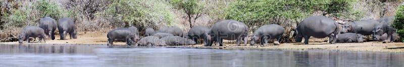 Panorama with hippos on riverbank. Picture was taken in Kruger National park, South Africa. Panorama with hippos on riverbank. Picture was taken in Kruger National park, South Africa