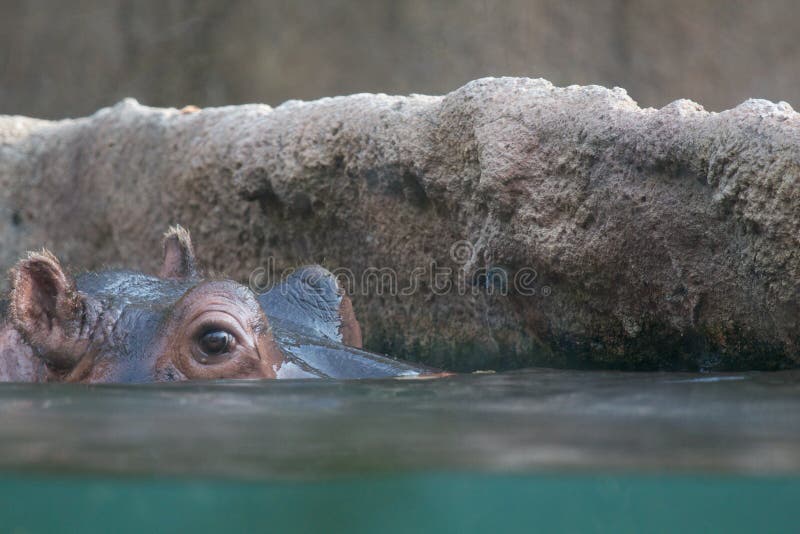 Hippo peeking from water