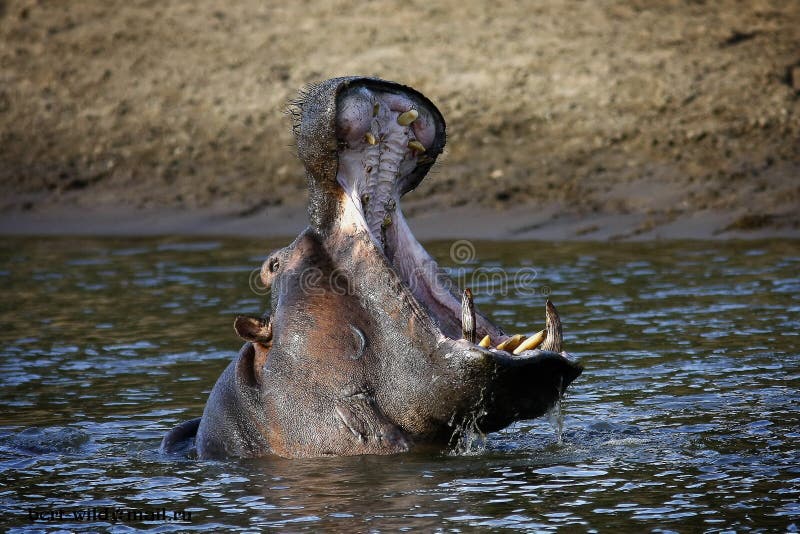 Hippo's mouth opens in the river shot in Masai Mara Kenya Africa