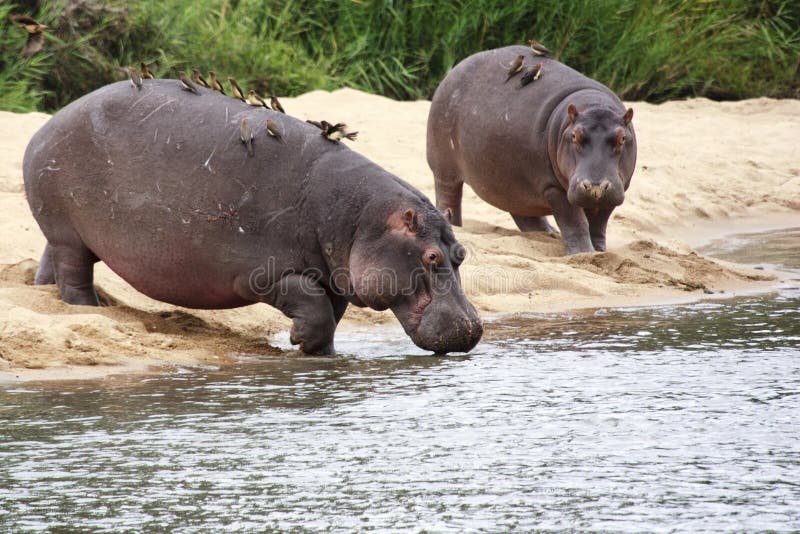 Hippo's on a sandy bank, with red billed oxpeckers on them