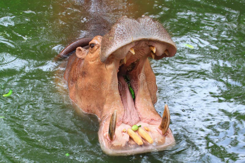 Hippo showing huge jaw
