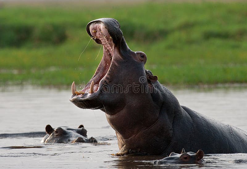 Hippo is sitting in the water, opening his mouth and yawning. Botswana. Okavango Delta.