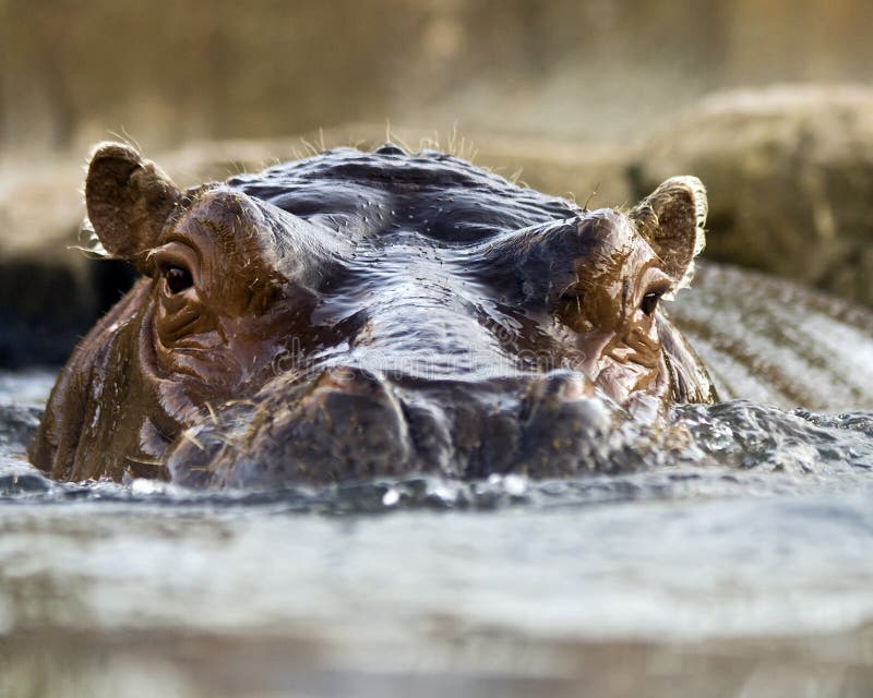 Hippo swimming