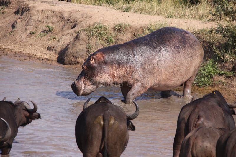 Hippo Attacking Cape Buffalo in Water Stock Photo Image of dangerous
