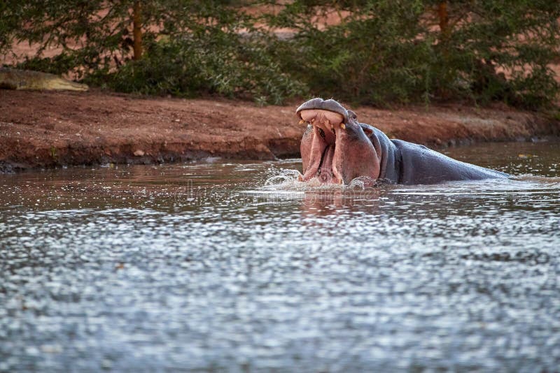 Hippo in the Water, with Open Mouth. Low Angle Photo Stock Image - Image of  pink, nature: 186525875