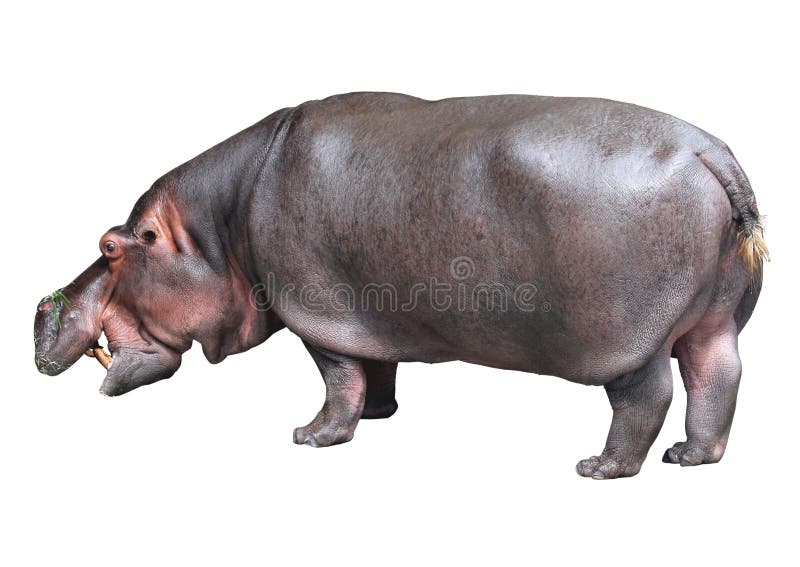 Hippos are large mammals in Africa,ferocious temperament. Hippos are large mammals in Africa,ferocious temperament