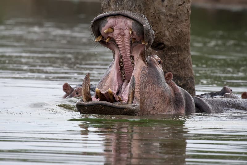 Download Hippo Yawn stock image. Image of large, river, safari - 10596755