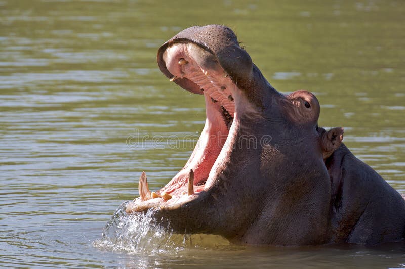 Hippo Yawn