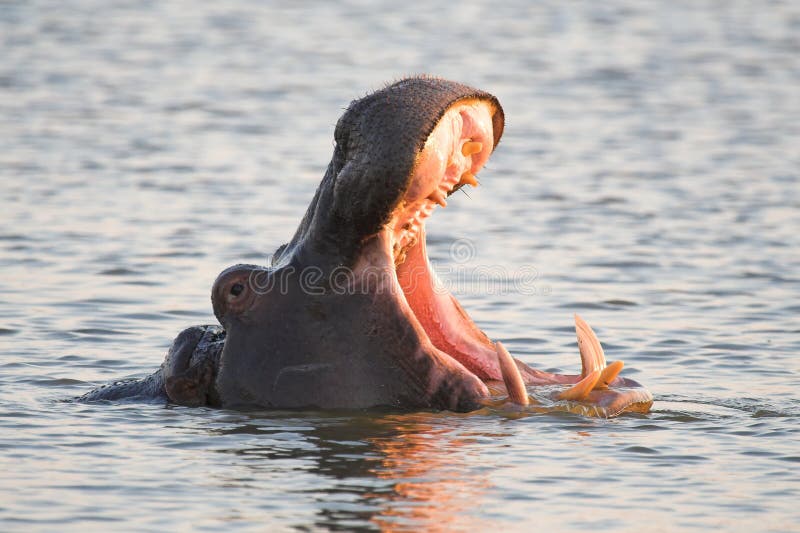 Hippo Yawn